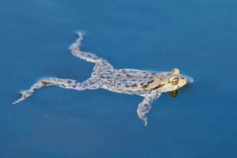 Common toad (Bufo bufo) swin in a pond Foto stock