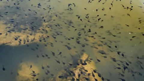 Common toad (Bufo bufo) tadpoles Stock-Footage 95899632