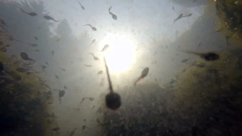 Common toad (Bufo bufo) tadpoles underwater Stock Footage 102579294