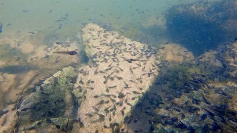 Common toad (Bufo bufo) tadpoles underwater Video stock 102580107