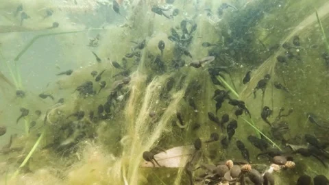Common toad (Bufo bufo) tadpoles swimming Stock Footage 334122051