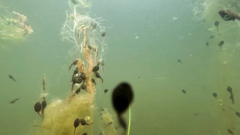 Common toad (Bufo bufo) tadpoles swimming Stock Footage 334125361