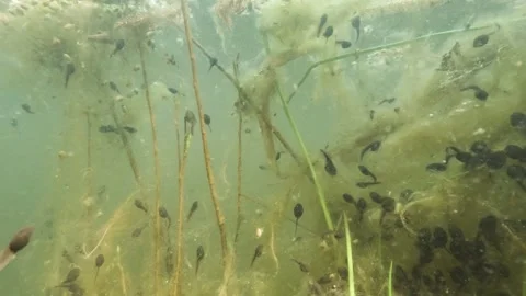 Common toad (Bufo bufo) tadpoles swimming Stock Footage 334125528