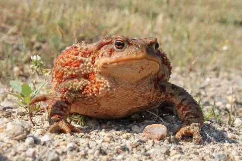 Common Toad (Bufo bufo) in thick green foliage Stock Photos