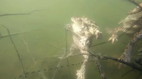 Common toad (Bufo bufo) underwater Video stock 102034810