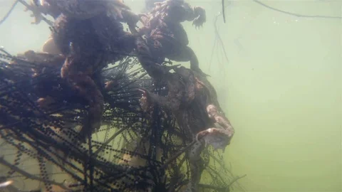 Common toad (Bufo bufo) underwater Video stock 102034829