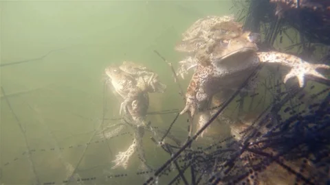 Common toad (Bufo bufo) underwater Stock-Footage 102034862