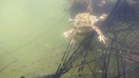 Common toad (Bufo bufo) underwater Stock Footage 102034980