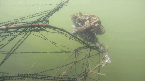 Common toad (Bufo bufo) underwater Stock Footage 102035002