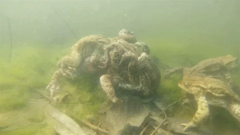 Common toad (Bufo bufo) underwater Stock Footage 102035013