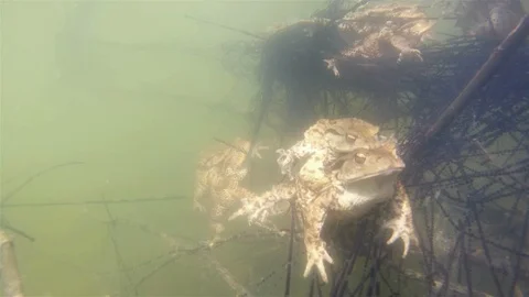 Common toad (Bufo bufo) underwater Video stock 102035028