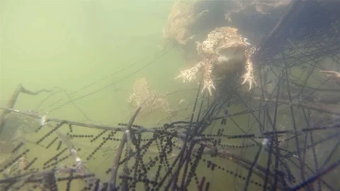 Common toad (Bufo bufo) underwater Video stock 102035039