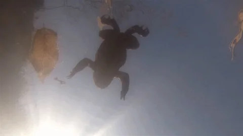 Common toad (Bufo bufo) underwater 스톡 동영상 102108664