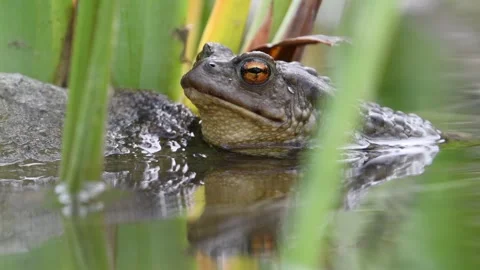 Common toad Bufo bufo on the water surface. Stock Footage 274452437