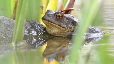 Common toad Bufo bufo on the water surface. Stock Footage 274452891