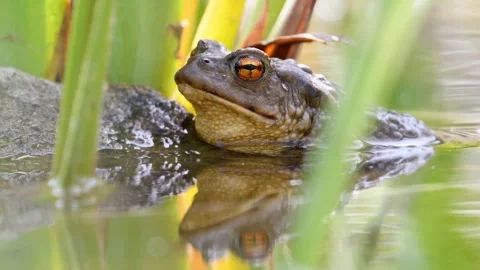 Common toad Bufo bufo on the water surface. Stock Footage 274453766