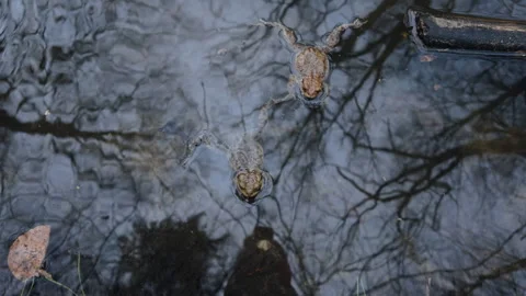 Common toad ( Bufo bufo) in water reservoir Stock Footage 305497064