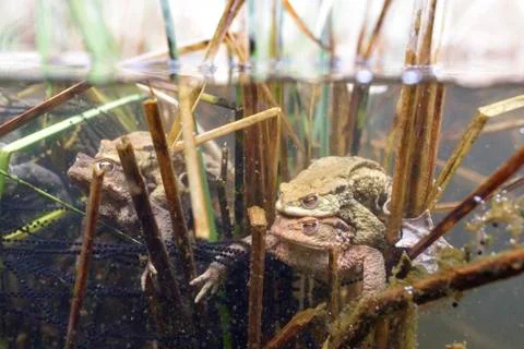 Common toad Bufo bufo Komplex Pair spawning spawn and aquatic plants in a pond Stock Photos