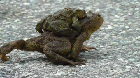Common Toad - Bufo - pairing Stock Footage 22609118