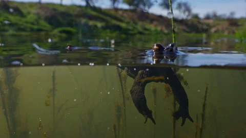 Common toad diving, underwater shot Stock Footage 341770588