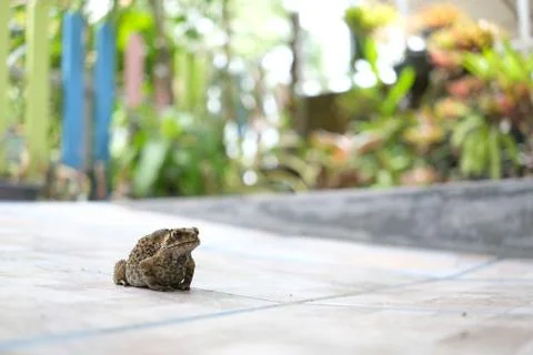 Common toad enter the house on front yard Stock-Fotos