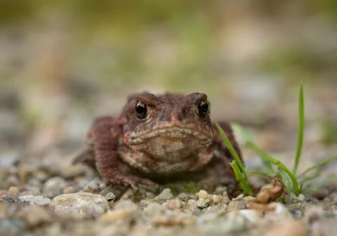 The common toad, European toad Bufo bufo, front view Stock Photos