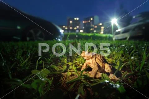 Common toad, european toad near city Stock Photos