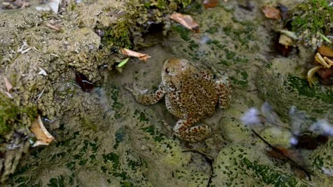 Common toad, European toad or in Anglophone Stock Footage 80003618