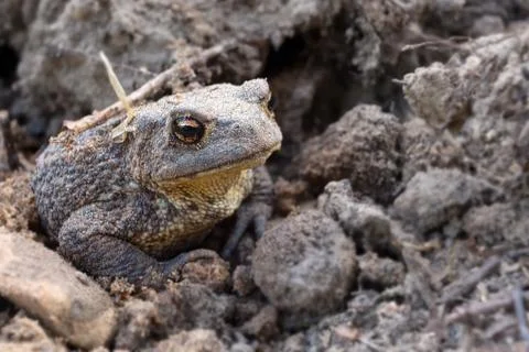 The common toad, European toad Stock Photos