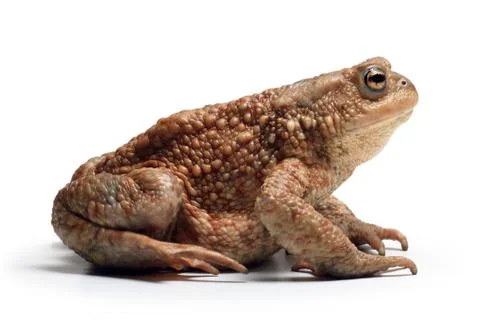 Common Toad / European Toad Stock Photos