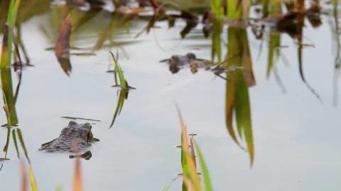 The common toad, European toad in a pond in spring,  breeding frogs Stock Footage 237633811