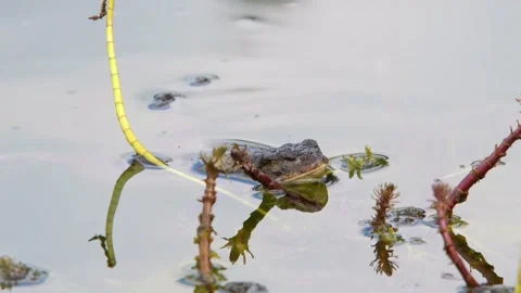 The common toad, European toad in a pond in spring,  breeding frogs Stock Footage 237633812
