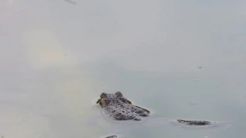The common toad, European toad in a pond in spring,  breeding frogs Stock Footage 237633817