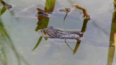 The common toad, European toad in a pond in spring,  breeding frogs Stock Footage 237633820