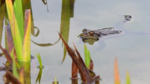 The common toad, European toad in a pond in spring,  breeding frogs Stock Footage 237633823