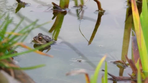 The common toad, European toad in a pond in spring,  breeding frogs Stock Footage 237633824