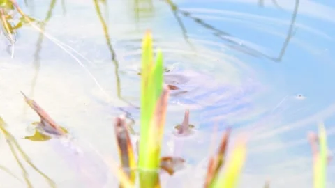 The common toad, European toad in a pond in spring,  breeding frogs Stock Footage 237633844