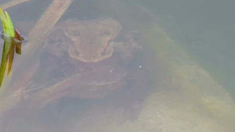 The common toad, European toad in a pond in spring,  breeding  underwater Stock-Footage 237633845