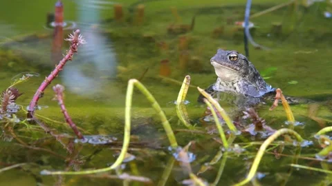 The common toad, European toad in a pond in spring,  breeding frogs Stock Footage 237633846