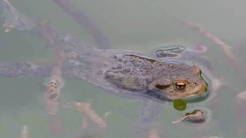 The common toad, European toad in a pond in spring,  breeding frogs Stock Footage 237633847