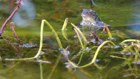 The common toad, European toad in a pond in spring,  breeding frogs Stock Footage 237633854