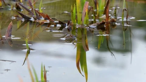 The common toad, European toad in a pond in spring,  breeding frogs Stock Footage 237633855