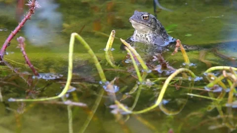 The common toad, European toad in a pond in spring,  breeding frogs Stock Footage 237633856