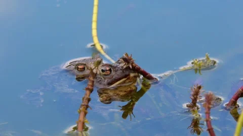 The common toad, European toad in a pond in spring,  breeding frogs Stock Footage 238377340