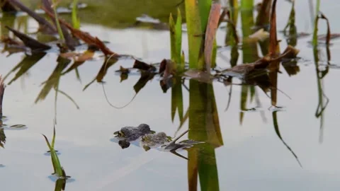 The common toad, European toad in a pond in spring,  breeding frogs Stock Footage 238377343