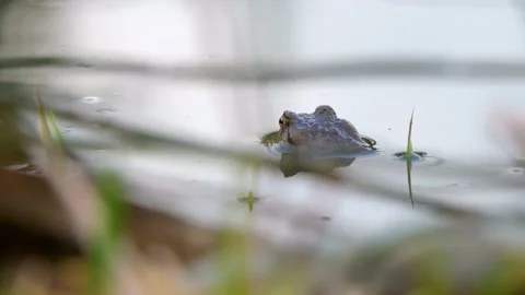 The common toad, European toad in a pond in spring,  breeding frogs Stock Footage 238377352
