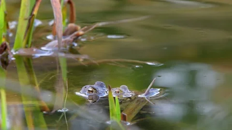 The common toad, European toad in a pond in spring,  breeding frogs Stock Footage 238377357