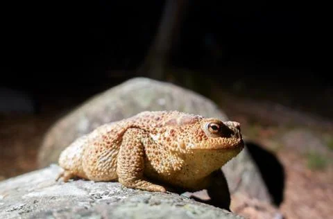 Common toad in flashlight light in forest Stock Photos