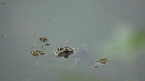 Common toad floating on water, close up Stock Footage 74363379