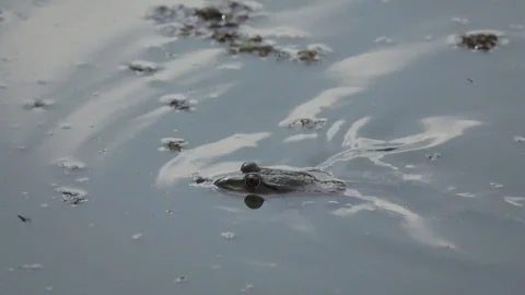 Common toad floating on water, close up Stock Footage 74363443
